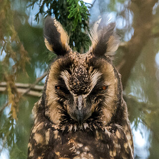 Bale Mountains - Dinsho - Abyssinian owl close-up
